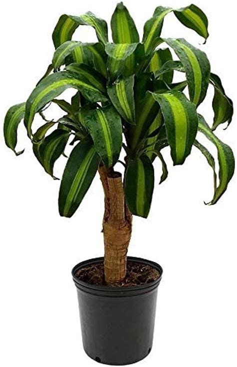 Dracaena Massangeana Mass Cane Plant 10 Urban Garden Center