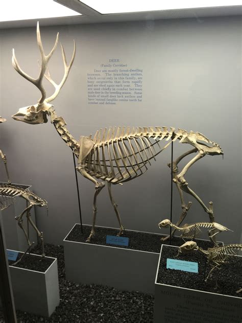 Deer Skeleton | Deer skeleton, Deer, Skeleton