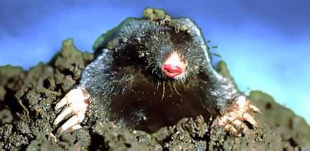 Moles - ANIMALS And english