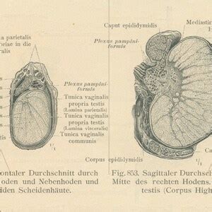Antique Male Sex Organs Print Scrotum Testicles Male Reproductive System Gynaecological Art