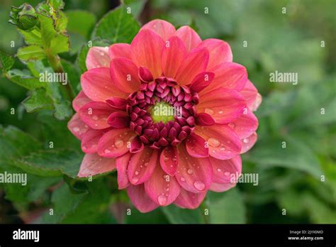 Dahlia Blossom In A Dusky Pink Color Tone Stock Photo Alamy