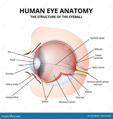 Schematic Diagram Of The Human Eye Anatomy Stock Vector Illustration