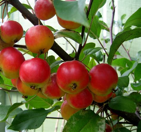 Яблоня Райка Описание Сорта Фото – Telegraph