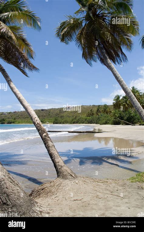 La Sagesse Beach Grenada Caribbean Stock Photo - Alamy