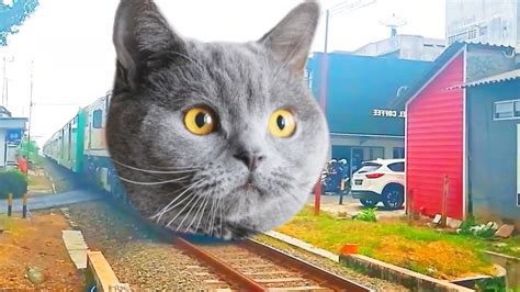 Waduh Kereta Apinya Bisa Berubah Jadi Kucing Gaes YouTube