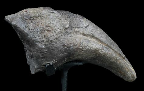 Killer 42 Allosaurus Toe Claw With Stand Wyoming 35162 For Sale