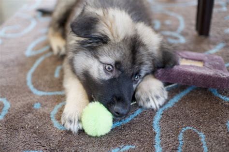 Where to Find American Alsatian Puppies for Sale - Dogable American ...