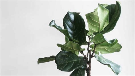 Fiddle Leaf Fig Leaves Curling? (11 Causes and Solutions)