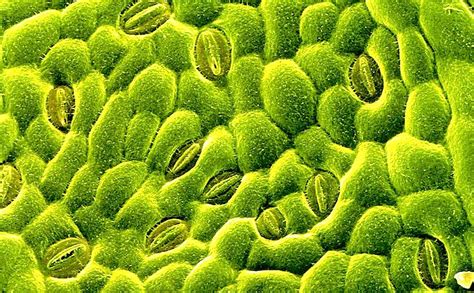 How do stomata help conserve water? | Socratic