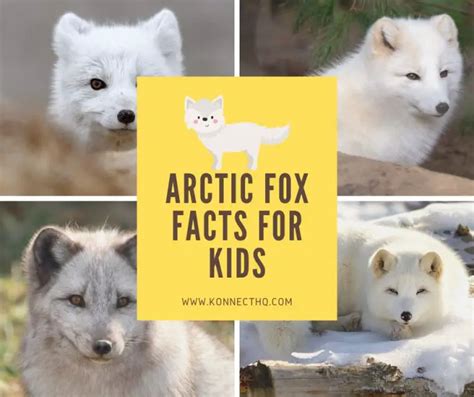 Arctic Fox Facts For Kids Konnecthq