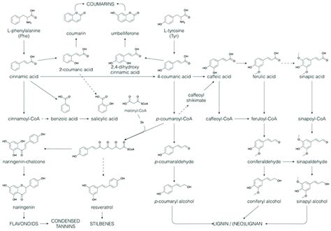 Biosynthesis Of Coumarins Benzenoids Flavonoids Stilbenoids Lignins Download Scientific