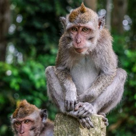 Macaques Are Pleasuring Themselves With Stone Sex Toys In Bali पत्थर