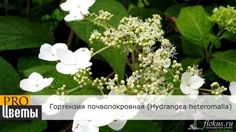 Гортензия (Hydrangea) описание, выращивание, посадка и уход. Программа ...