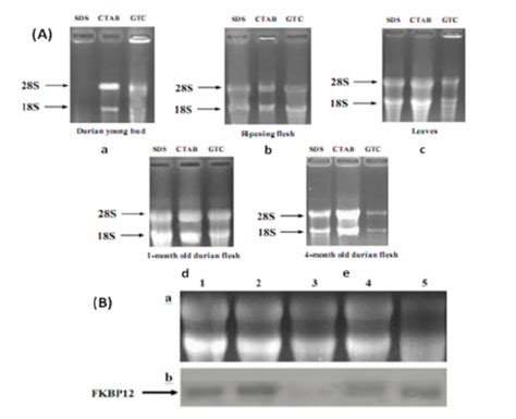 A Formaldehyde Denaturing Agarose Gels 1 Wv Were Used To Download Scientific Diagram