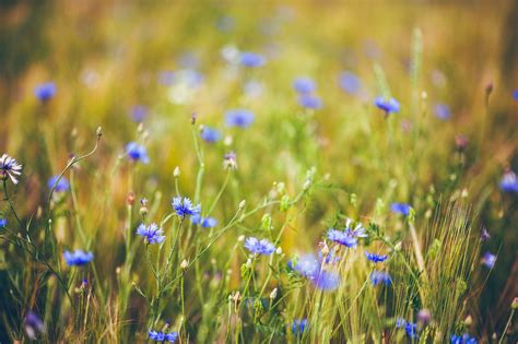 Wallpaper Sunlight Flowers Water Nature Plants Field Green Dew