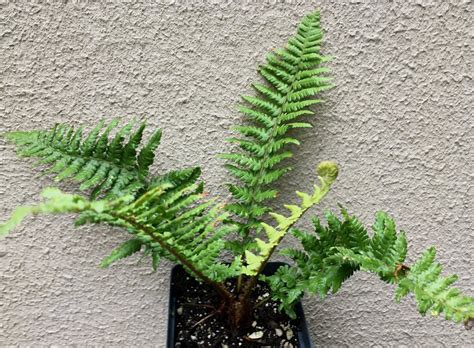 Ferns — Fancy Fronds Nursery