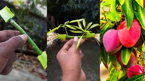 How To Propagate Mango Tree From Mango Cuttings With Aloe Vera Grow