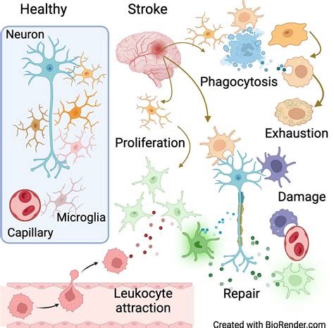 Glia | Neurobiology Journal | Wiley Online Library