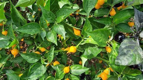 Yellow Biquinho Chilli Seeds - Yellow Biquinho Pepper Seeds - Red ...