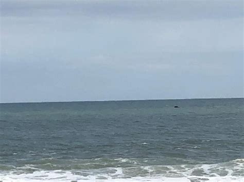 Dead Whale Seen Floating Off The Jersey Shore Jersey Shore Online