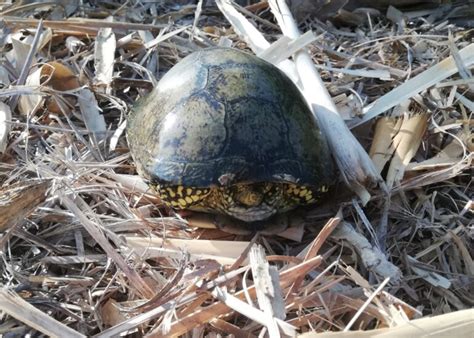 Nueva Campa A Para La Conservaci N De Las Tortugas Aut Ctonas En El