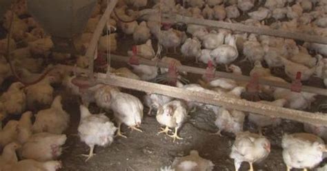 Man arrested, suspected of killing 300,000 chickens