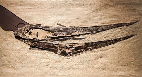 Pteranodon fossil editorial photo. Image of nature, stone - 76378761