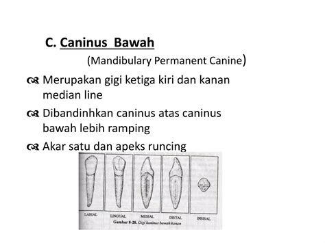 morfologi gigi permanent rahang bawah pptx