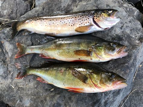 Trout Perch Habitats at Harry Reese blog