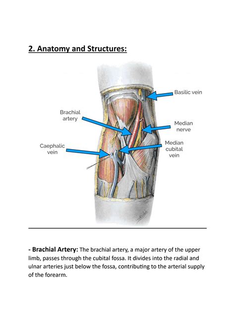 Solution Cubital Fossa Anatomy Studypool