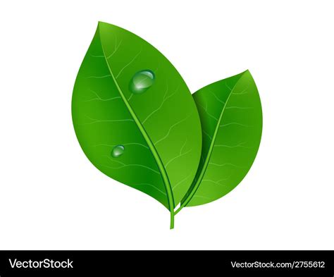 Leaves Royalty Free Vector Image Vectorstock