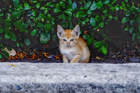 Cat Kitten Pussy Wild Free Photo On Pixabay Pixabay