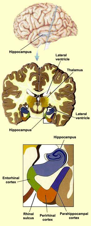 Rhinal Cortex Wikipedia