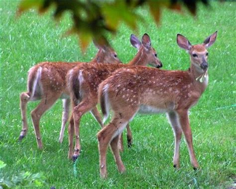 Homemade Deer Repellent Recipe | HomeSteady