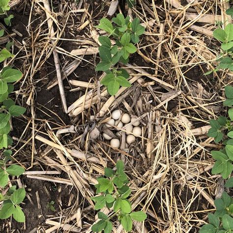 A Ringnecked Pheasant Phasianus Colchicus Nest Observed In A