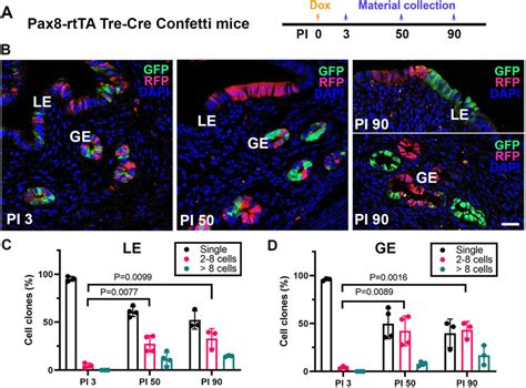 Clonal Expansion Of PAX8 Expressing Cells In Pax8 RtTA Tre Cre Confetti