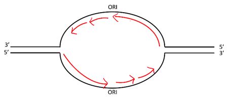 Solved Observe the diagram of a replication bubble from a | Chegg.com 