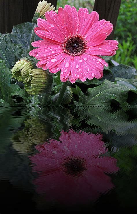 Pink Daisy Reflects Photograph By Mtbobbins Photography Fine Art America