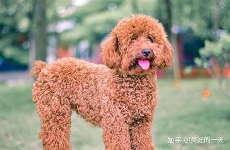 纯种“贵宾犬”，具有以下6点特征！ 知乎