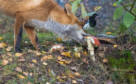 Red Fox Eating A Colorful Amanita Mushroom Cute Animals Fox Animals