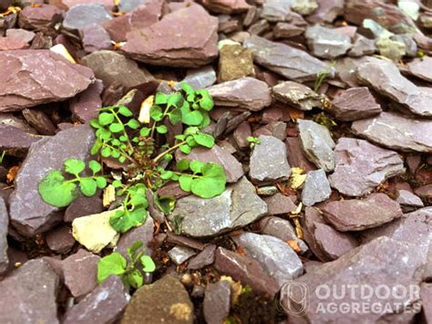 Diy Homeowners Guide On How To Clean Garden Stones Easily