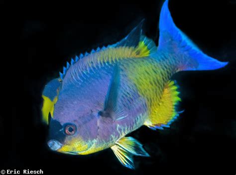 Creole Wrasse Cleaning Station