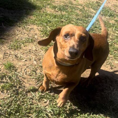 Coco And Louis Tennessee Dachshund Rescue