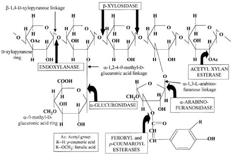 Possible structure of xylan with microbial xylanase acting sites [48] | Download Scientific Diagram