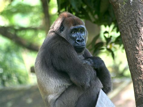 Gorilla | Wildlife | The Wildlife