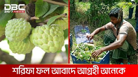 কুষ্টিয়ায় বাণিজ্যিকভাবে শরিফা ফল আবাদে সফল জালাল উদ্দিন Dbc News