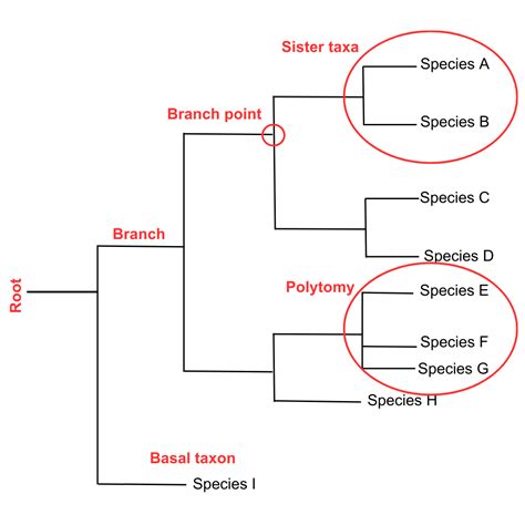 In Contrast To Phylogenetic Trees Cladograms