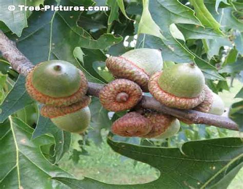 Acorns, Fruit of the Oak Tree Photo