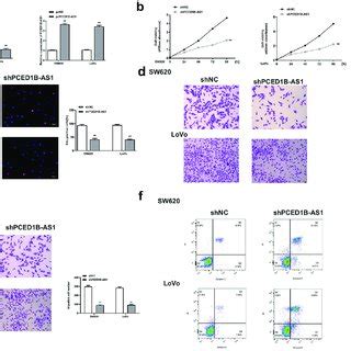 Knockdown Of PCED1B AS1 Significantly Inhibited The Progression Of