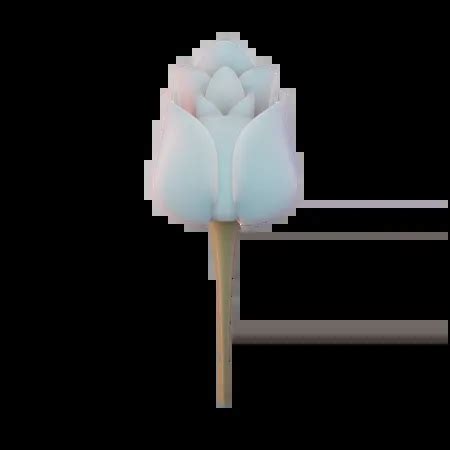 Tulip 3D Illustration download in PNG, OBJ or Blend format